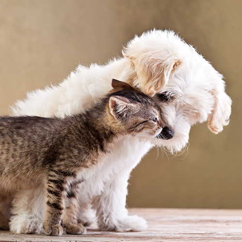 Spay & Neuter