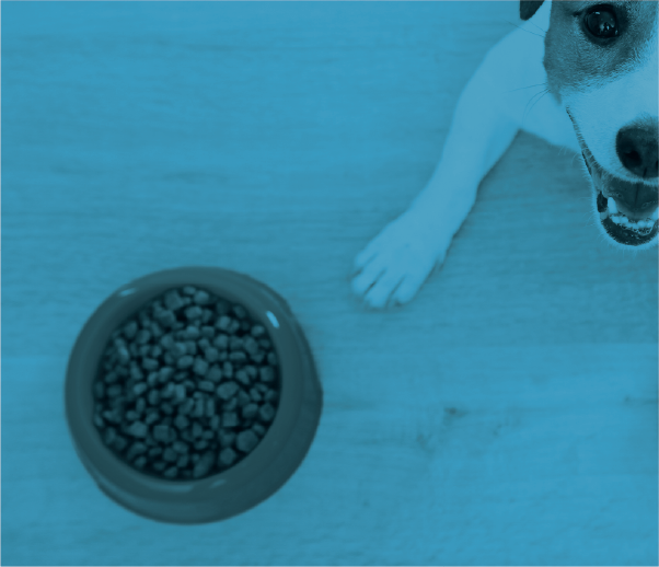 A Jack Russell Terrier waiting to be fed.
