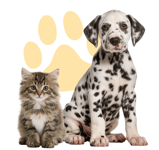 Kitten and Dalmatian puppy sitting together