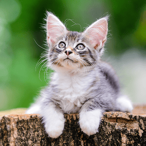 Kitten outdoors in the grass