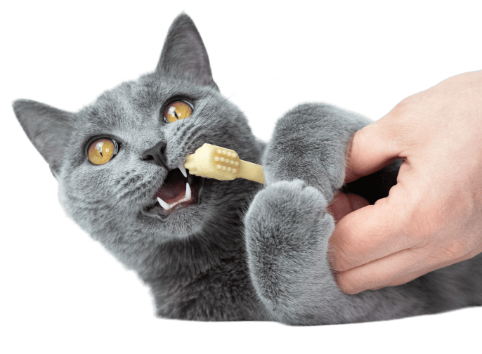 Cat having its teeth brushed