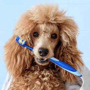 Poodle holding a toothbrush